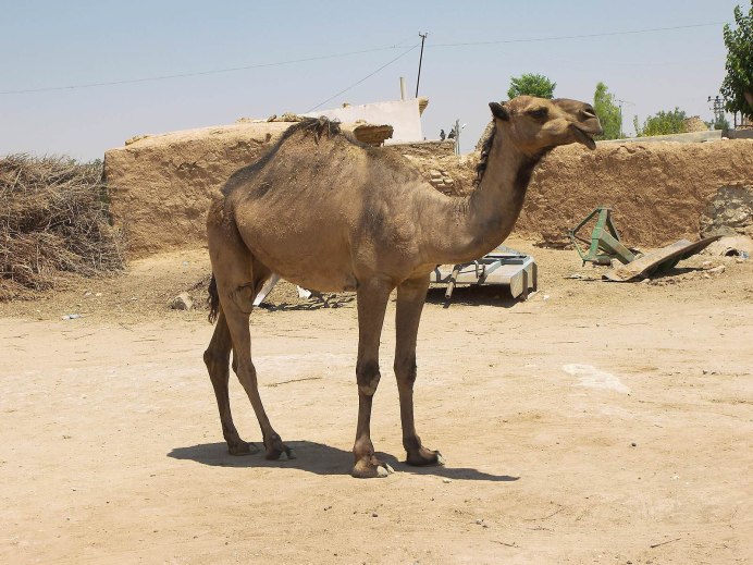 Безгорбый верблюд Америки