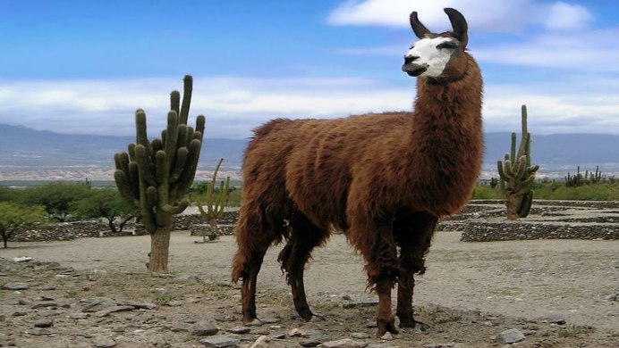 Парнокопытные Верблюды