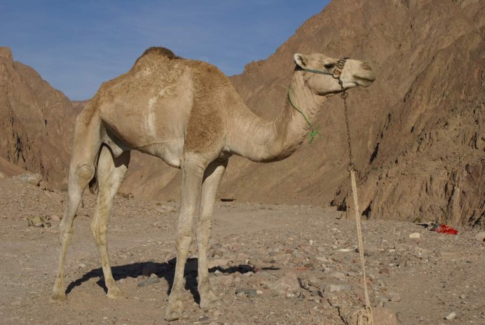 Одногорбый верблюд дромадер