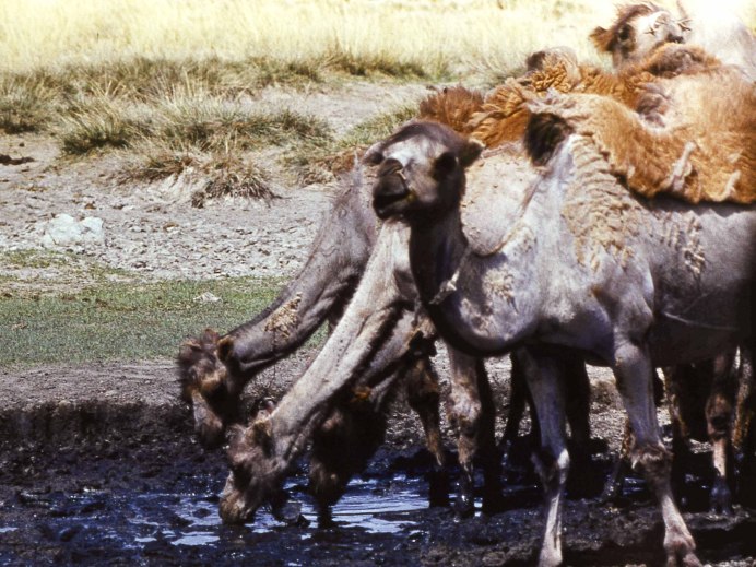 Парнокопытные мозоленогие