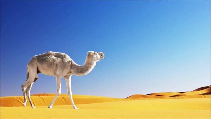 Верблюд дромадер