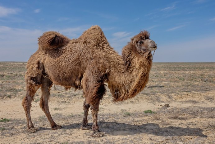 Верблюд 3д модель дромедар