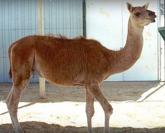 Лама гуанако