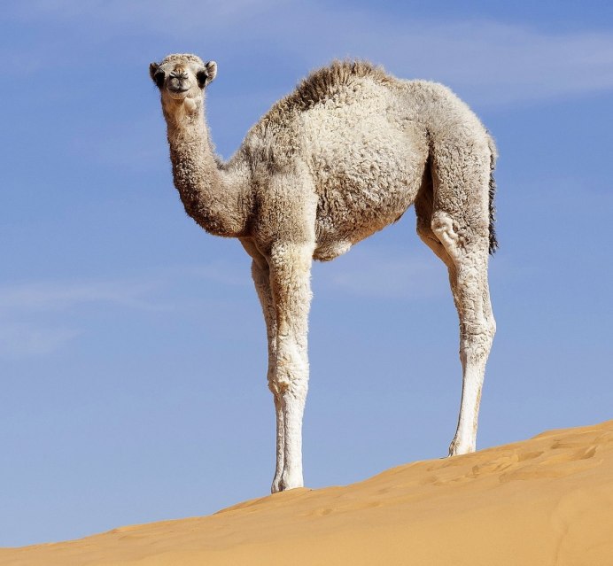 Одногорбый верблюд дромадер