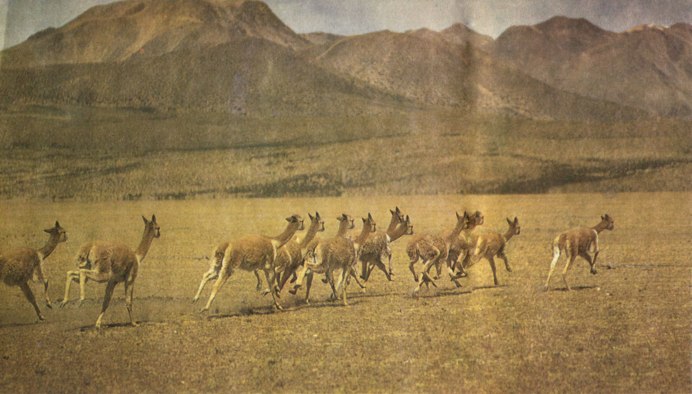 Кама верблюд