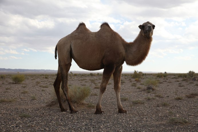 Лама альпака гуанако Викунья