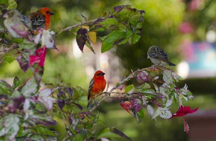 Природа животные птицы