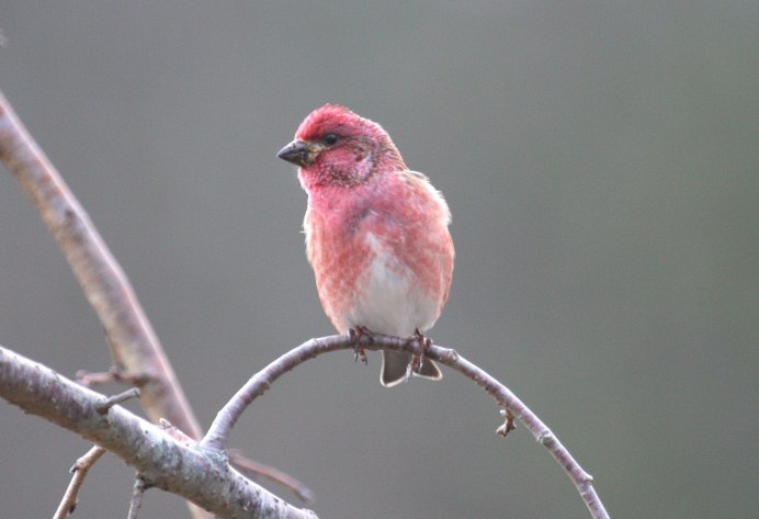 Большая чечевица (Carpodacus rubicilla)