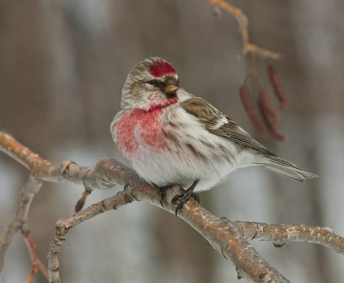 Большая чечевица (Carpodacus rubicilla)