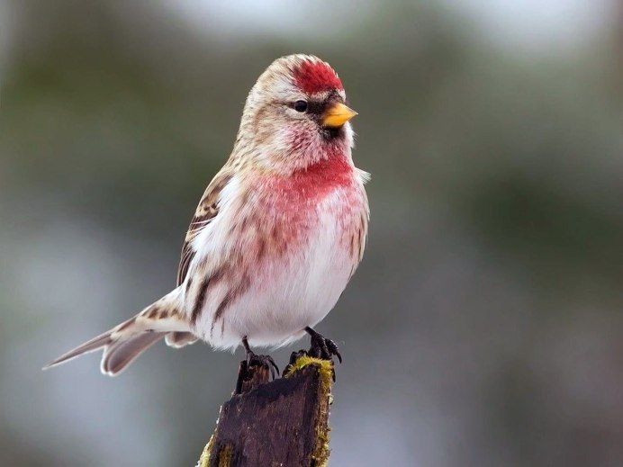 Сибирская чечевица (Carpodacus roseus (Pall.)