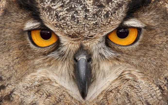 Филин Bubo Bubo
