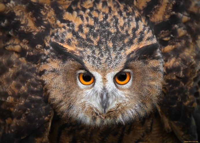 Европейский Филин (Bubo Bubo)