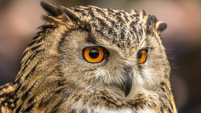 Филин обыкновенный (Bubo Bubo)