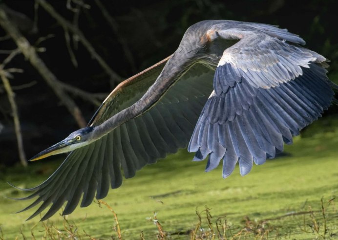 Egretta Tricolor