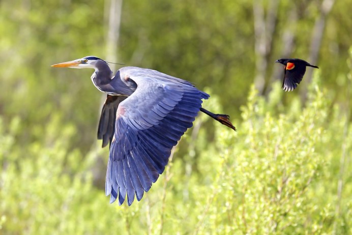 Egretta caerulea