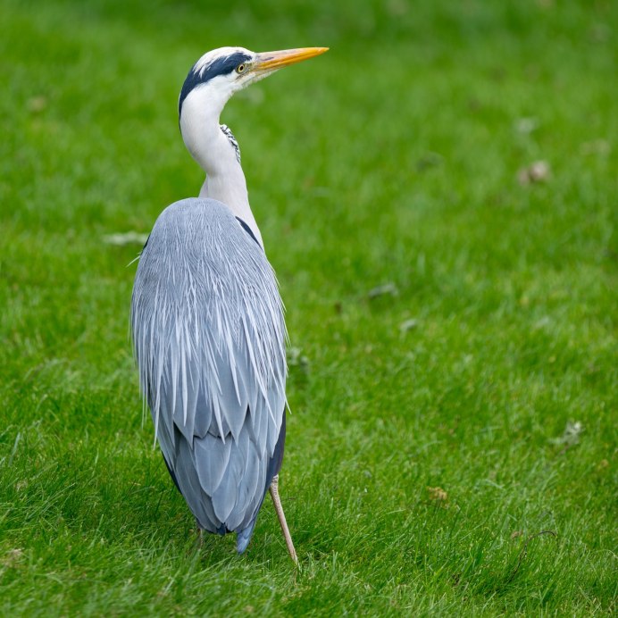 Great Blue Heron птица