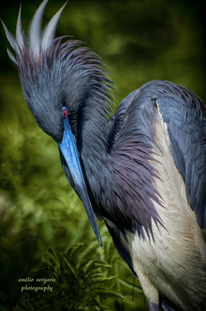 Great Blue Heron