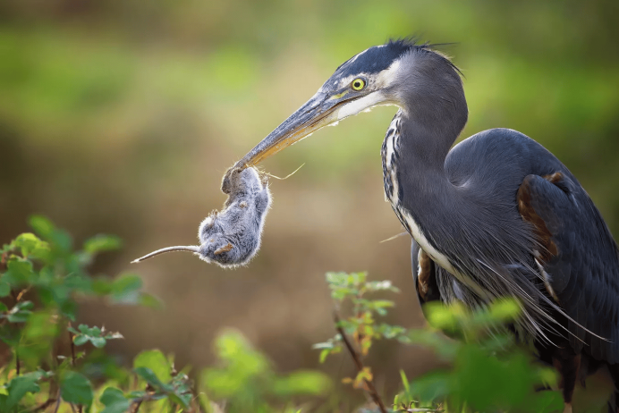 Heron "Heron"