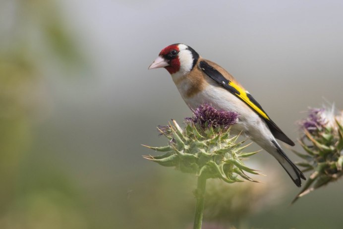 Carduelis caniceps седоголовый щегол