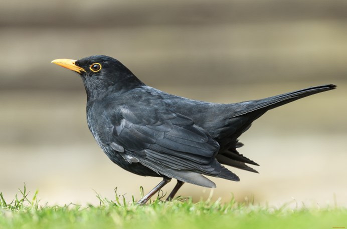 Дрозд чёрный (turdus Merula)