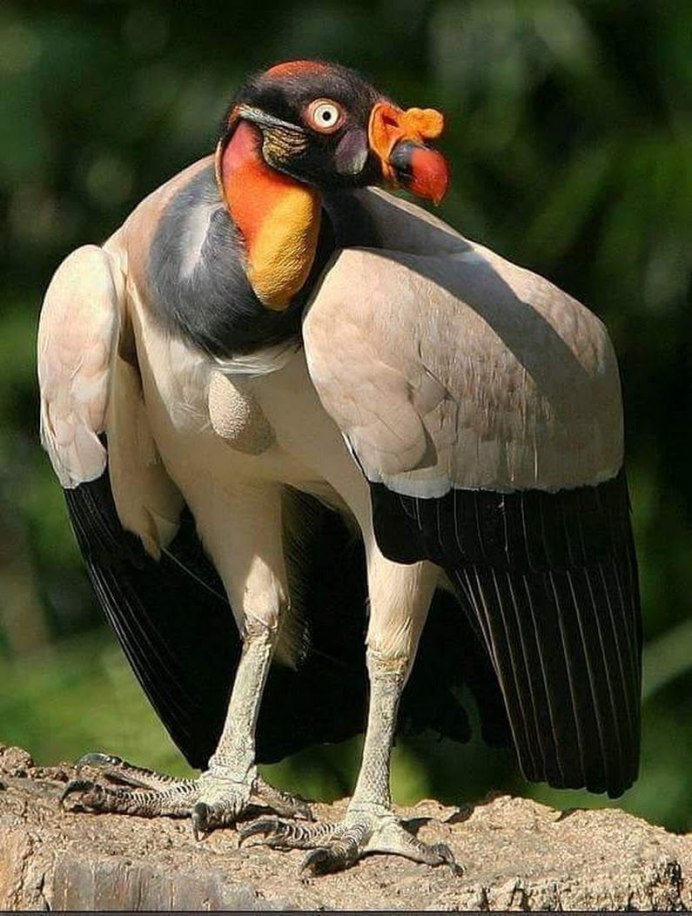 King Vulture