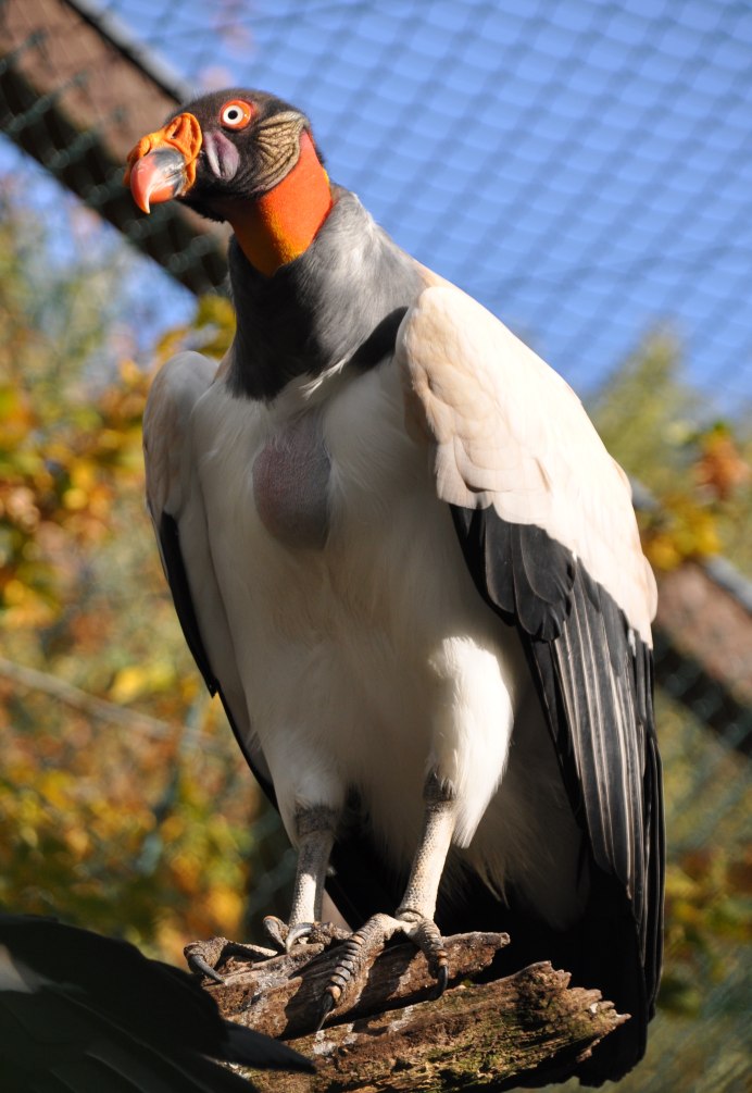Королевский гриф
