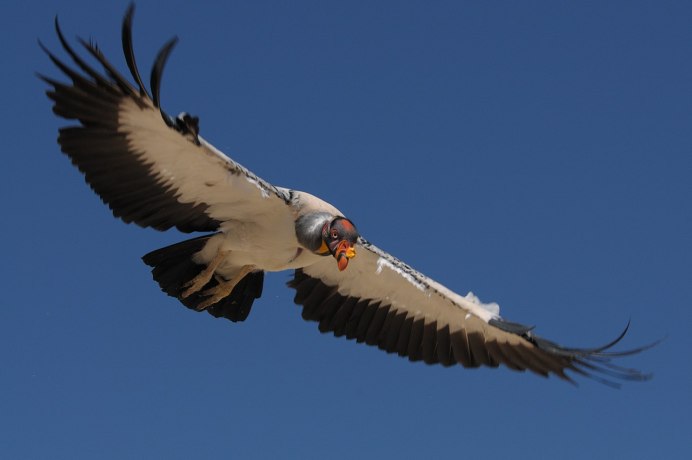 Американская черная катарта (Coragyps atratus)