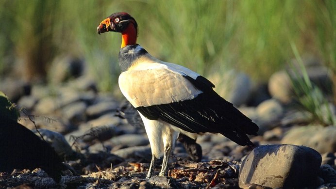 Cathartes Aura