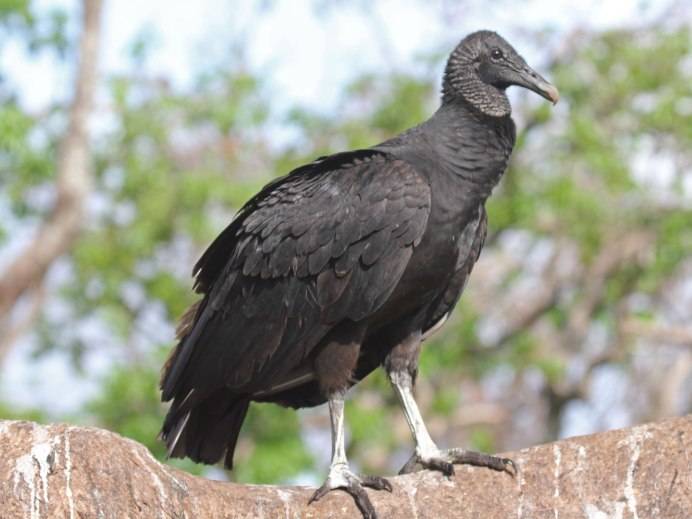 Sarcoramphus Papa