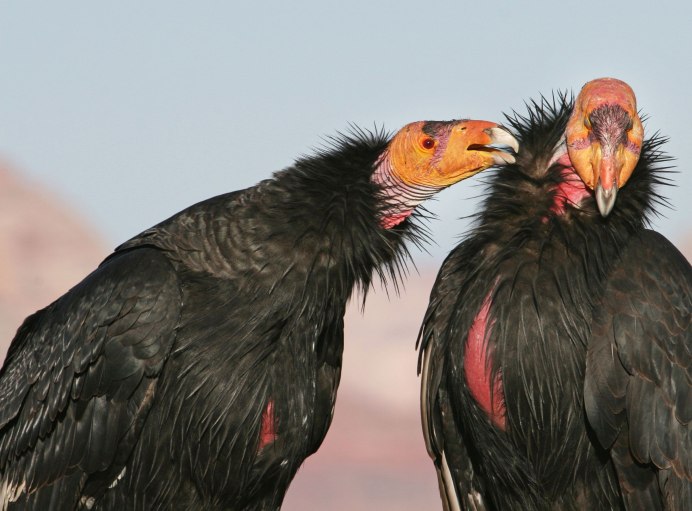 Lappet-faced Vulture