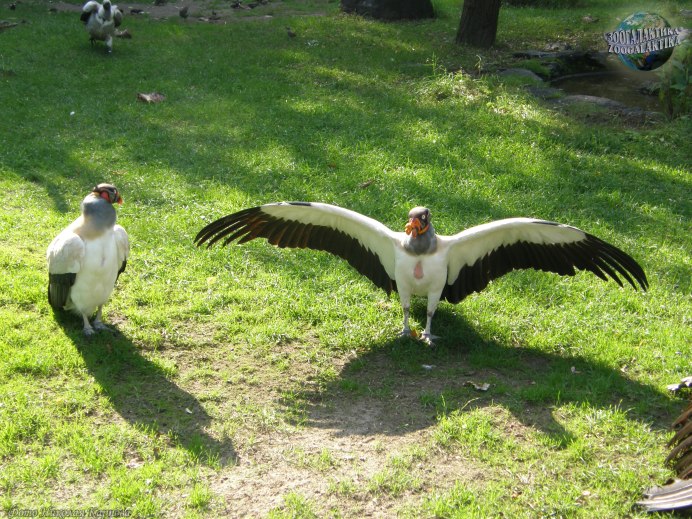 Андский Кондор из Южной Америки