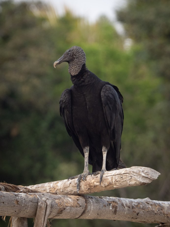 Sarcoramphus Papa
