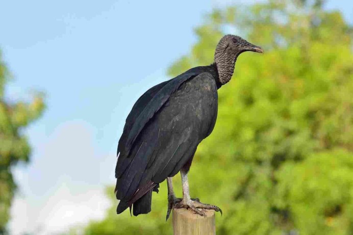 Cathartes burrovianus