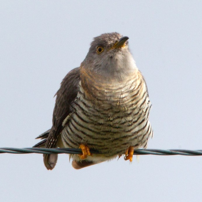 Жирная Кукушка