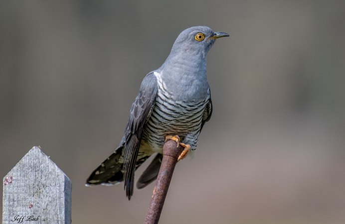 Кукушка похожа на ястреба