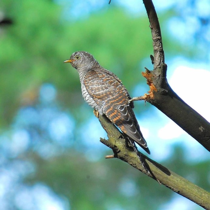 Птица похожая на кукушку