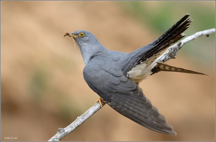 Птица Cuculus canorus