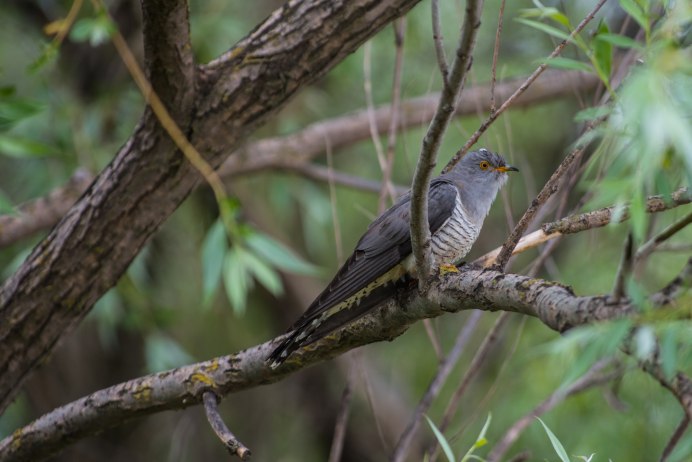 Африканская обыкновенная Кукушка