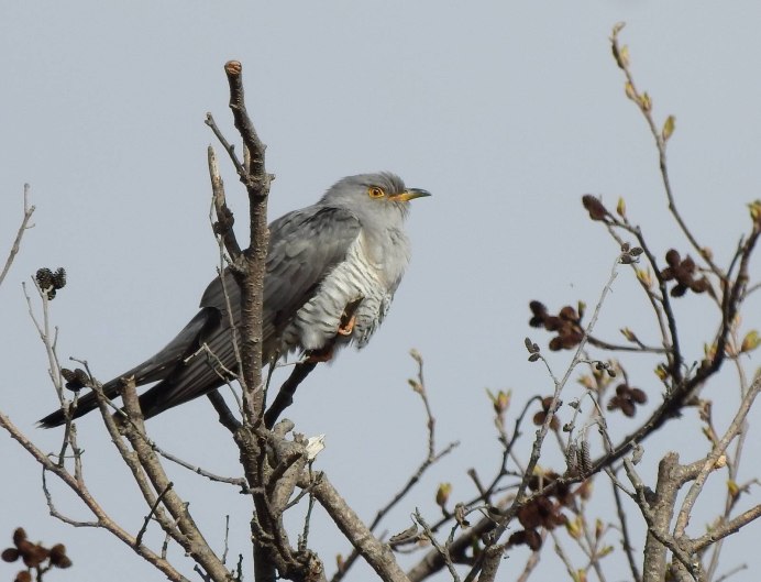 Желтоклювая Кукушка