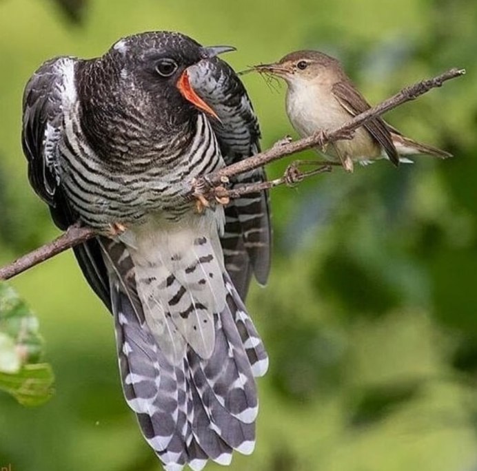 Зегзица птица