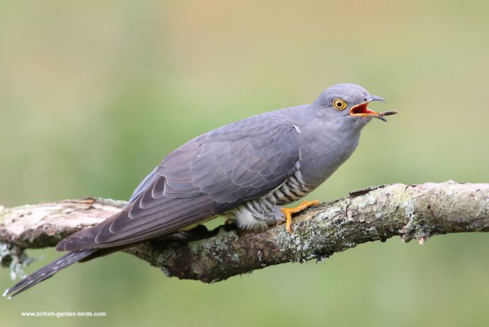 Фазанья шпорцевая Кукушка