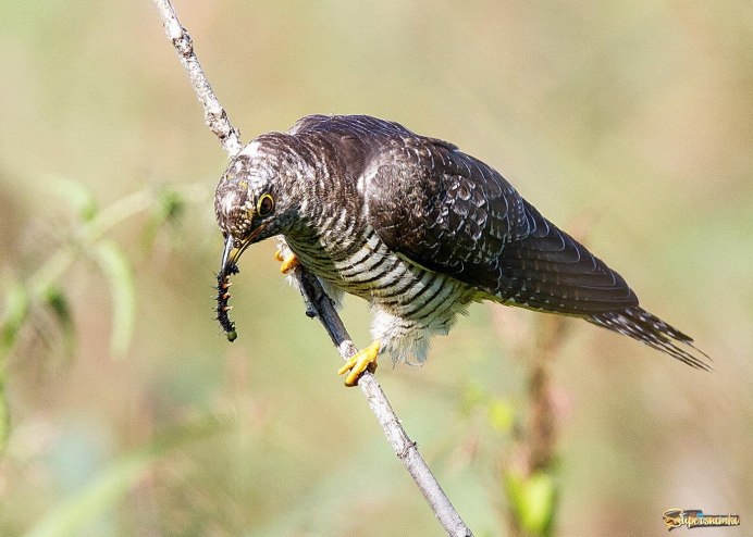 Кукушка Астрахани
