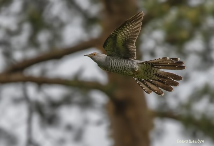 Кукушкообразные представители