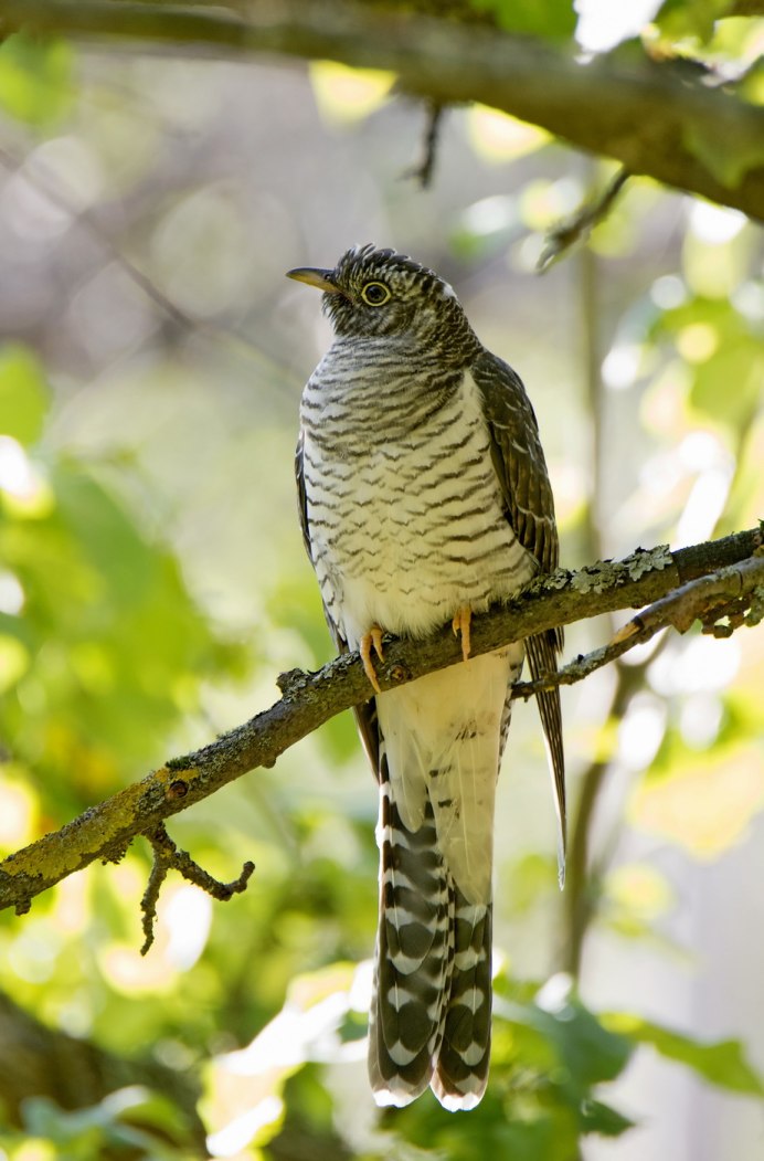 Правда что Кукушка превращается в ястреба