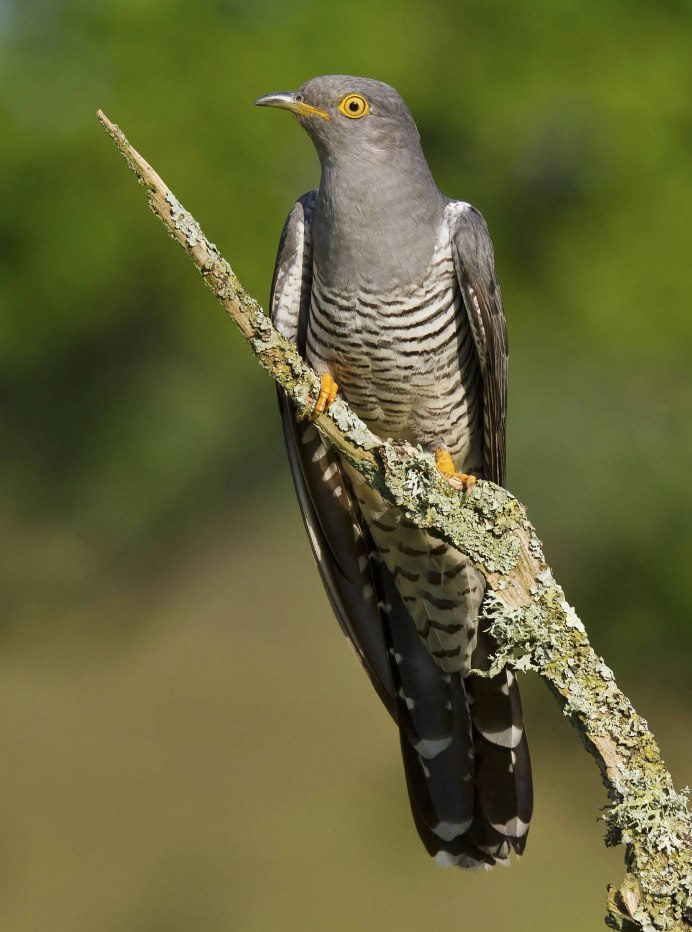 Фото кукушки Сокол