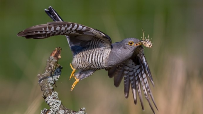 Кукушка и голубь