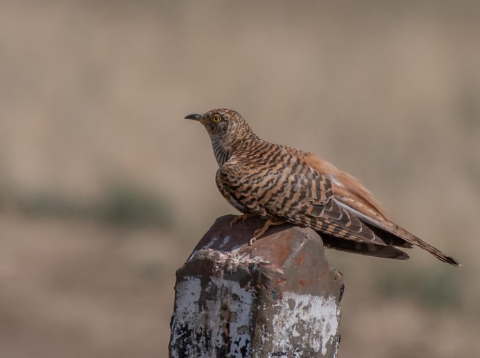 Обыкновенная Кукушка