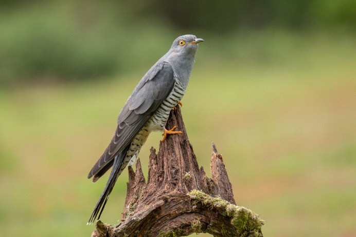 Как кукует Кукушка слушать