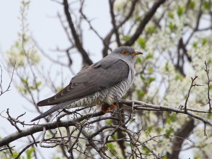 Кукушка птица