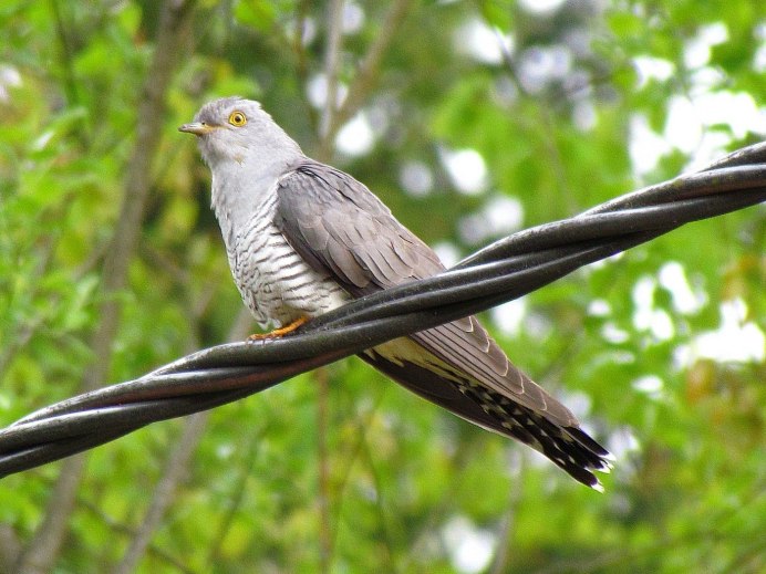 Малая Кукушка